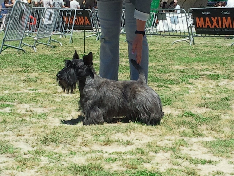CH. Empire maker dit e'boy du Loch D'Ergué - 1er Exc COM - CACS - CACIB - Meilleur de Race