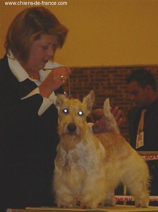 Allyxan milky way dit arod du Pays des Lylows - TAN Trés Bon