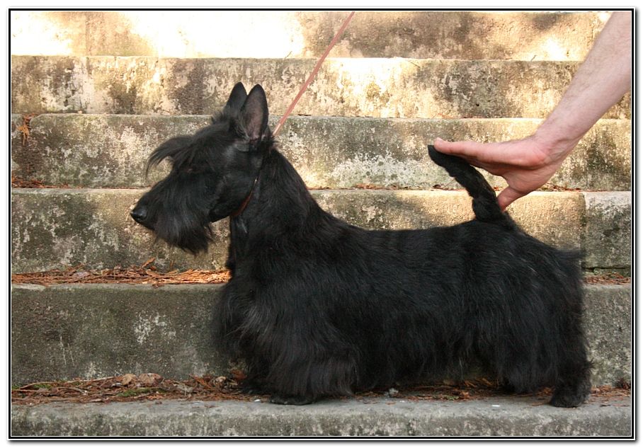 Nolita du Clan des Petits Colonels - 2eme Exc CIF