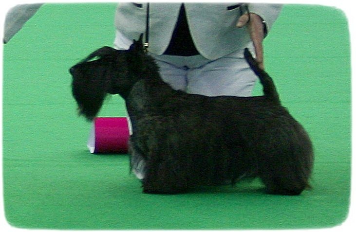 CH. Empire maker dit e'boy du Loch D'Ergué - Exc NC COM