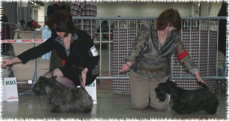 CH. Empire maker dit e'boy du Loch D'Ergué - 1er Exc CIM - CACS - CACIB - Meilleur de Race