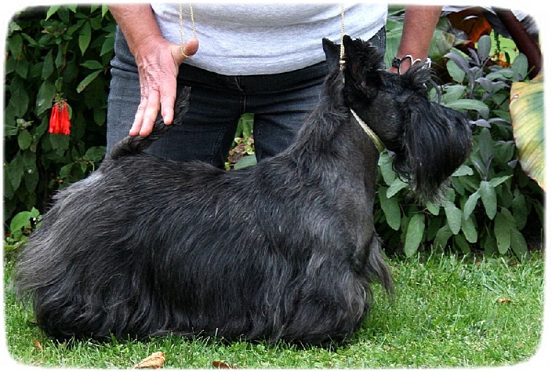 Caïla du Loch D'Ergué - 1e Exc COF - CACS