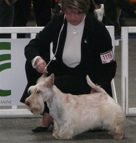 Allyxan milky way dit arod du Pays des Lylows - 1er Exc COM - RCACIB - CACS -