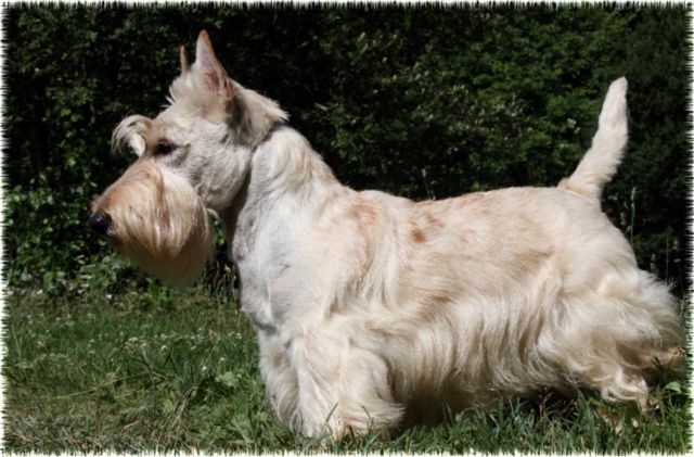 Allyxan milky way dit arod du Pays des Lylows - Trés Bon N/Classé COM