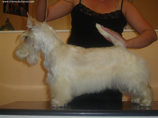 Allyxan milky way dit arod du Pays des Lylows - 1er Excellent CJ - Meilleur Jeune de Race