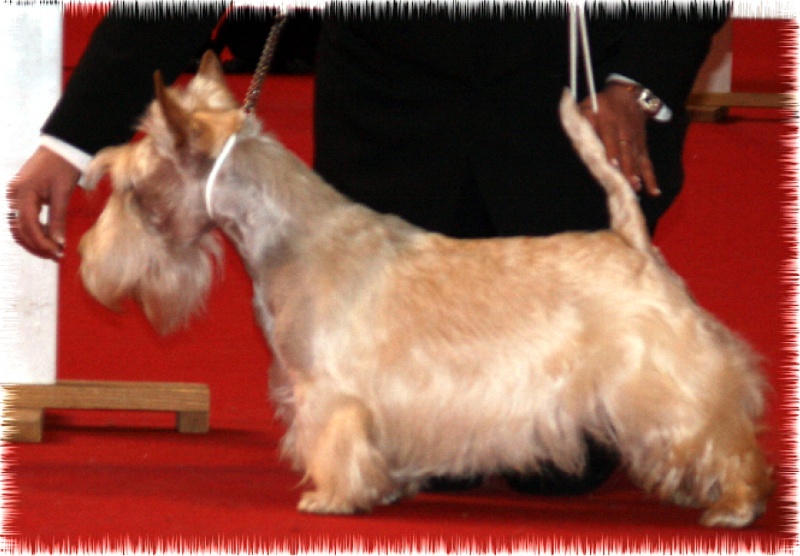 Allyxan milky way dit arod du Pays des Lylows - 2eme Exc COM