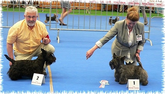 CH. Empire maker dit e'boy du Loch D'Ergué - 1er Exc CJM - Meilleur Jeune