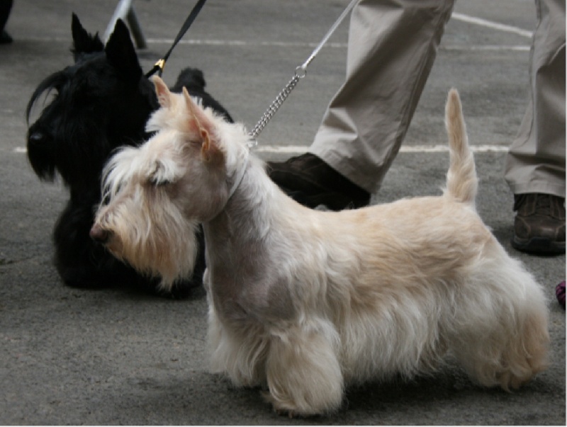 Kinloch Belphegor - 3eme Exc CIF