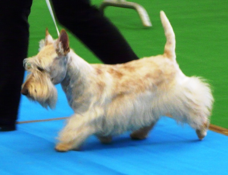 Allyxan milky way dit arod du Pays des Lylows - 3eme TB COM