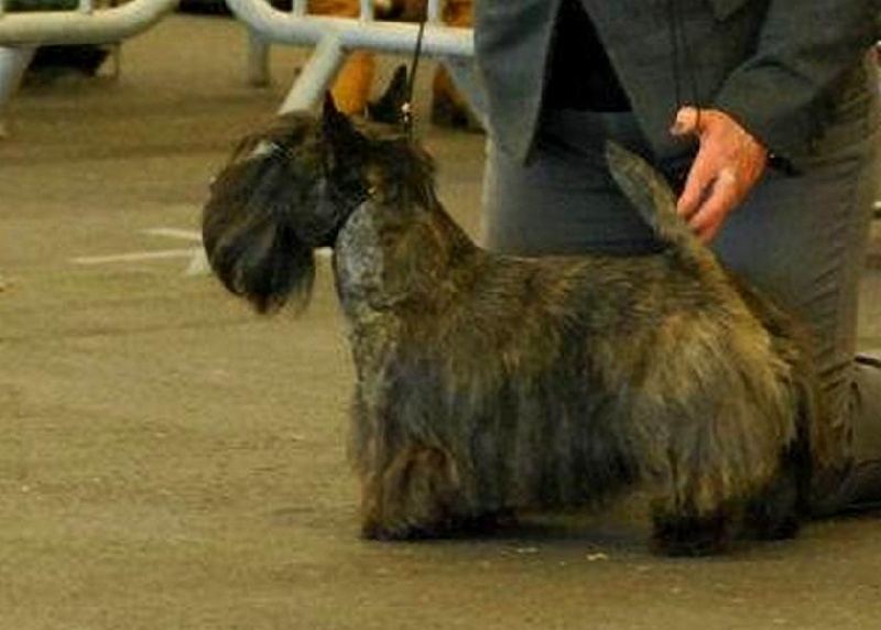 CH. Empire maker dit e'boy du Loch D'Ergué - 2e Exc COM