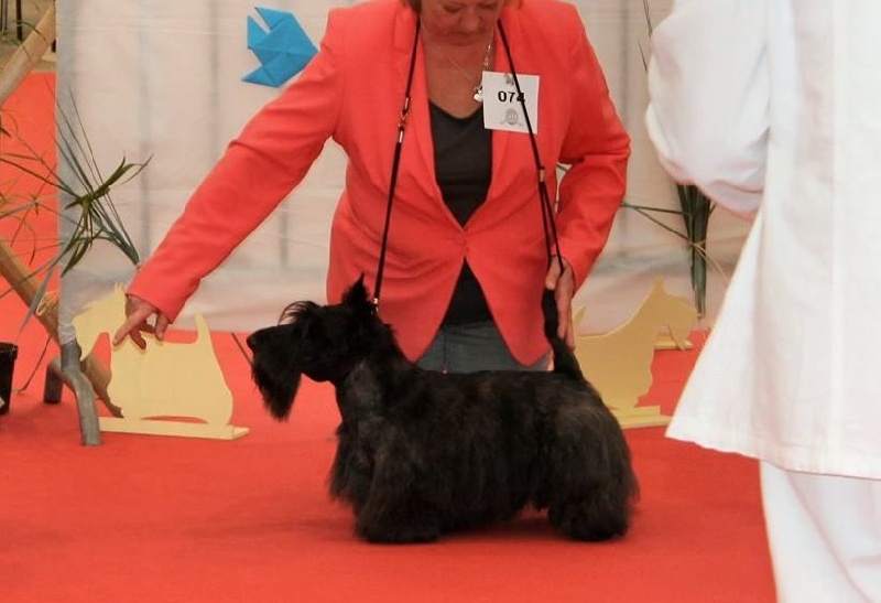 CH. Empire maker dit e'boy du Loch D'Ergué - Exc N/Classé COM