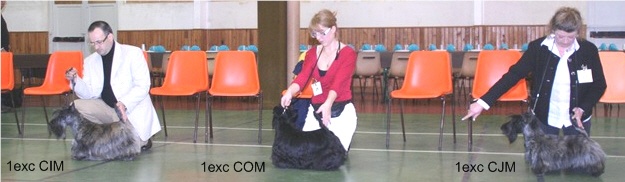 CH. Empire maker dit e'boy du Loch D'Ergué - 1e Exc CJM - 2e BIS Jeune