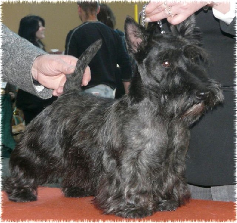 Caïla du Loch D'Ergué - 3eme Exc CIF