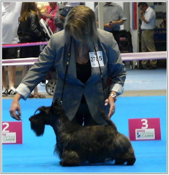 CH. Empire maker dit e'boy du Loch D'Ergué - Exc NC COM