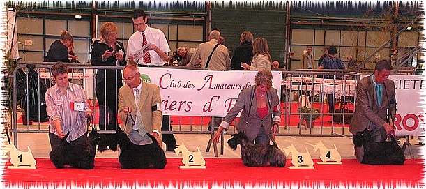 CH. Empire maker dit e'boy du Loch D'Ergué - 3eme Exc CIM