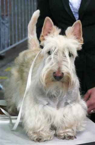 Kinloch Belphegor - RCACIB & RCACS - 1er Exc CIF