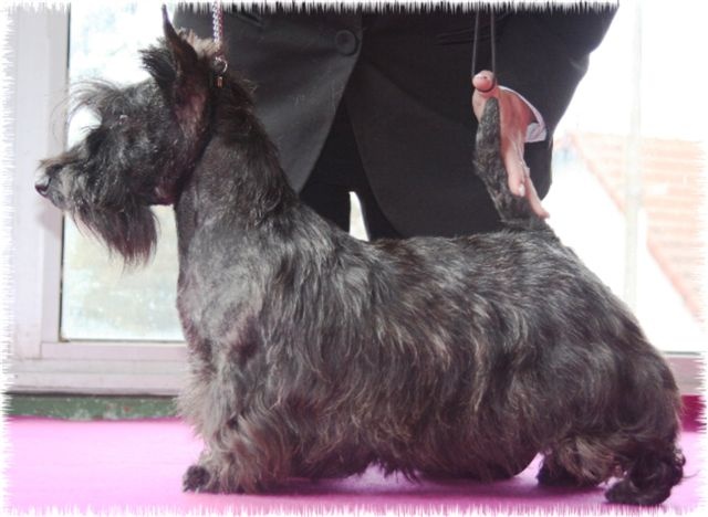 Caïla du Loch D'Ergué - 3eme Exc CJF