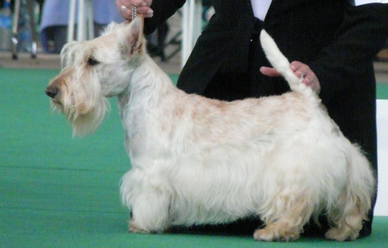 Allyxan milky way dit arod du Pays des Lylows - Exc NC COM