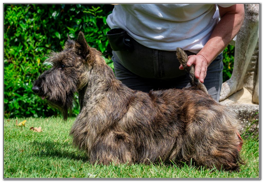Viking du Clan des Petits Colonels - 1er Exc CJM - CACS J