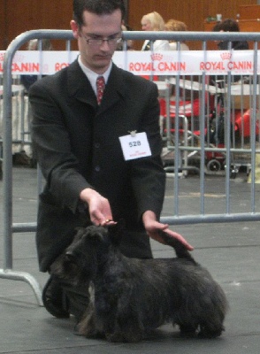 CH. Empire maker dit e'boy du Loch D'Ergué - 2e Exc COM - RCACS