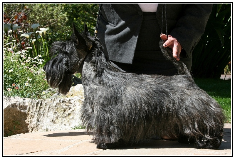 CH. Empire maker dit e'boy du Loch D'Ergué - 1er Exc COM - CACM- CACIB