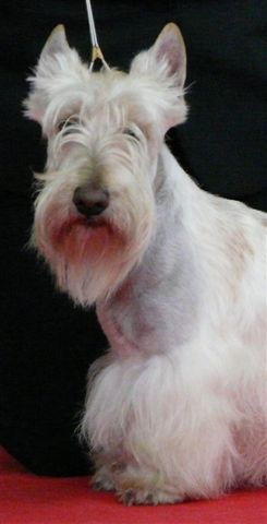 Allyxan milky way dit arod du Pays des Lylows - RCACIB & RCACS - 2eme Exc COM