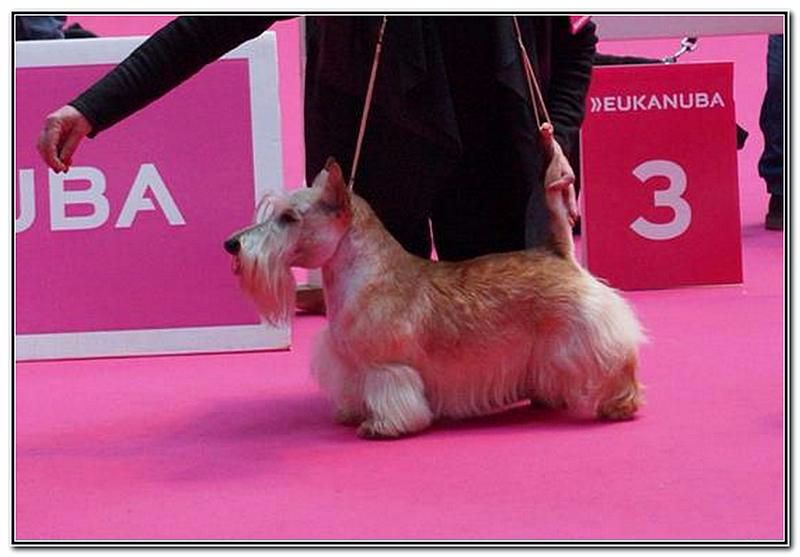 James dean du Clan des Petits Colonels - 2eme Exc COM