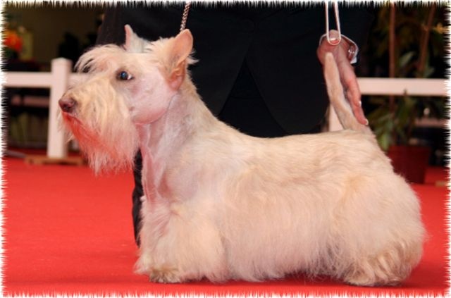 Kinloch Belphegor - 3eme Exc COF