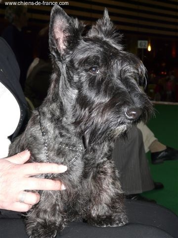 Caïla du Loch D'Ergué - Trés Prometteur CPF