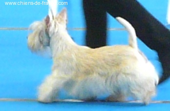 Kinloch Belphegor - 3eme TB CIF