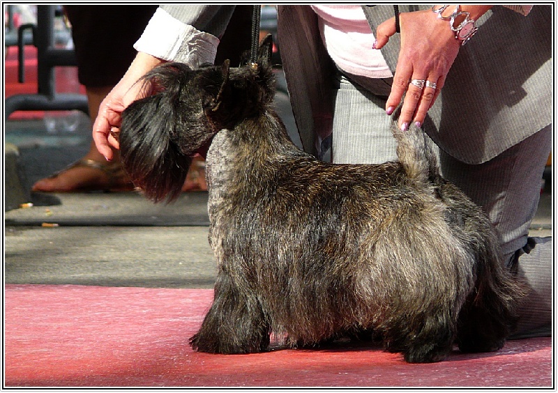 CH. Empire maker dit e'boy du Loch D'Ergué - 1er Exc COM - CACS - CACIB -Meilleur de Race -