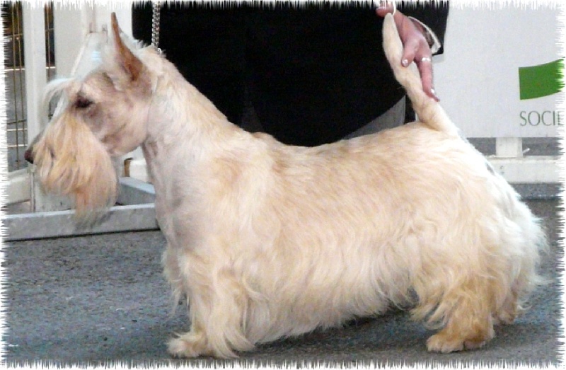 Allyxan milky way dit arod du Pays des Lylows - 2eme Exc COM