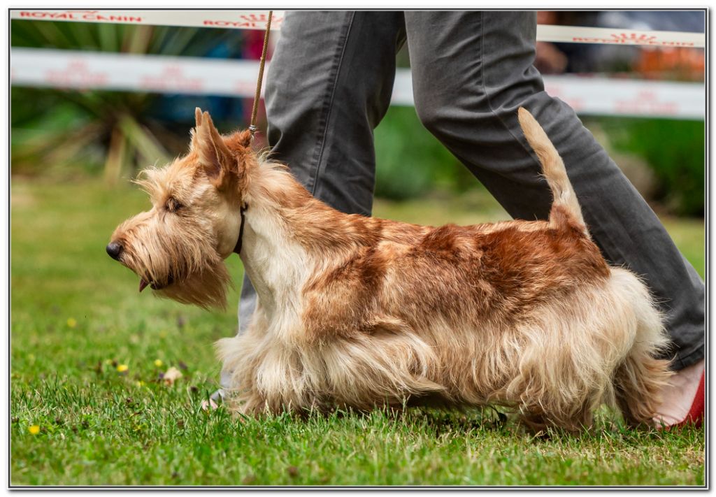 Valentine's day du Clan des Petits Colonels - 2e Exc CIF
