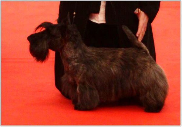 CH. Empire maker dit e'boy du Loch D'Ergué - TB N/Classé COM