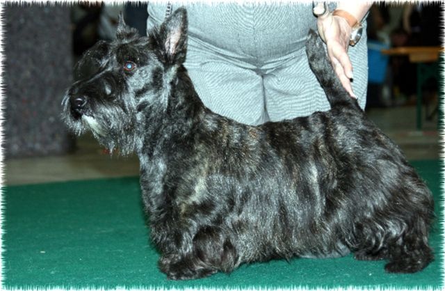 Caïla du Loch D'Ergué - CACS - 1Exc CIF