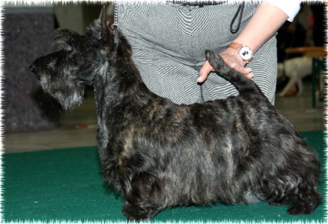 Caïla du Loch D'Ergué - RCACS - 2eme Exc CIF