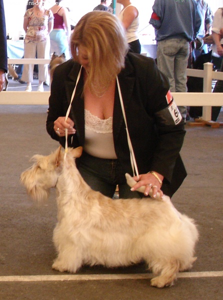 Allyxan milky way dit arod du Pays des Lylows - 1er Excellent CI - CACS & CACIB