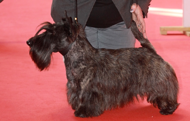 CH. Empire maker dit e'boy du Loch D'Ergué - 1er Exc COM - CACS - Meilleur de race - 2e Groupe