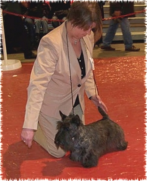 CH. Empire maker dit e'boy du Loch D'Ergué - 1er Exc CIM - RCACS - RCACIB