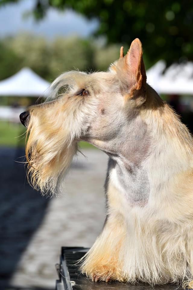 James dean du Clan des Petits Colonels - 1er Exc COM