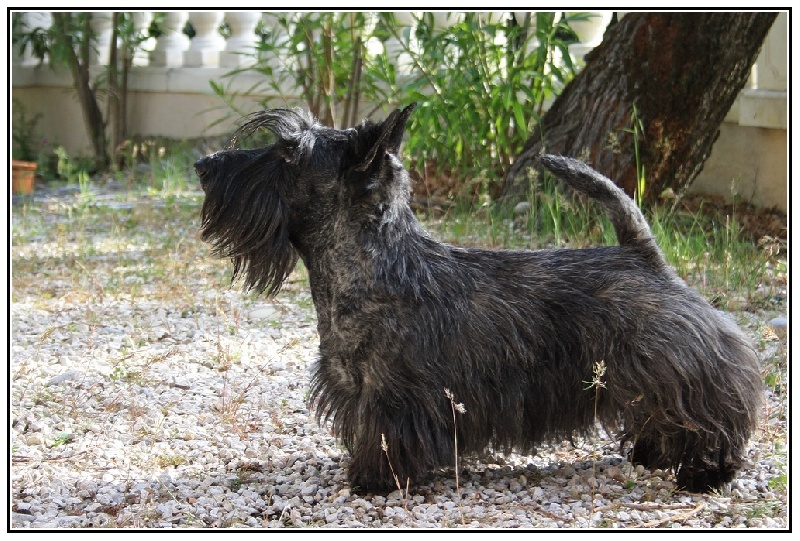 CH. Empire maker dit e'boy du Loch D'Ergué - 3e Exc COM