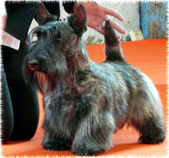 CH. Empire maker dit e'boy du Loch D'Ergué - 1er Exc CJM - Meilleur Jeune