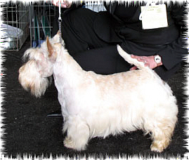 Allyxan milky way dit arod du Pays des Lylows - RCACIB - CACS - 1er Exc COM