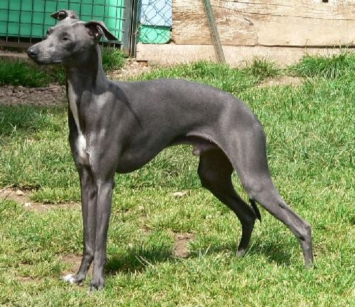 Publication : de Kenty'O Auteur : Dugas du Villard