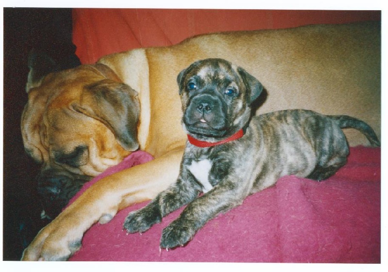 Publication : de Thommassy Auteur : madame bordes