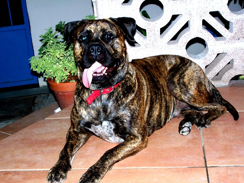 Publication : de Thommassy Auteur : madame bordes