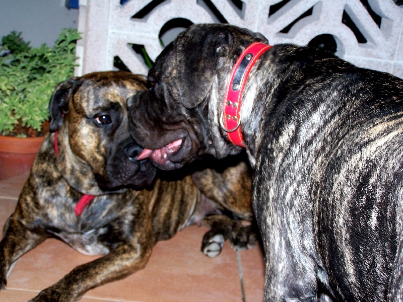 Publication : de Thommassy Auteur : madame bordes