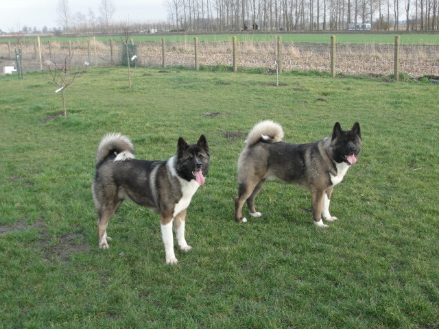 Edaye du Clos de Jos - Absente