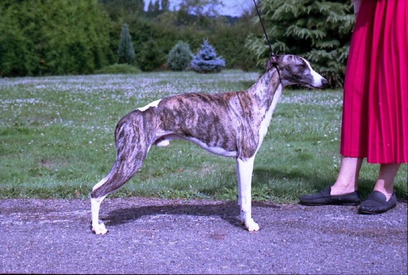 Publication : de Gabylène Auteur : J.Remars