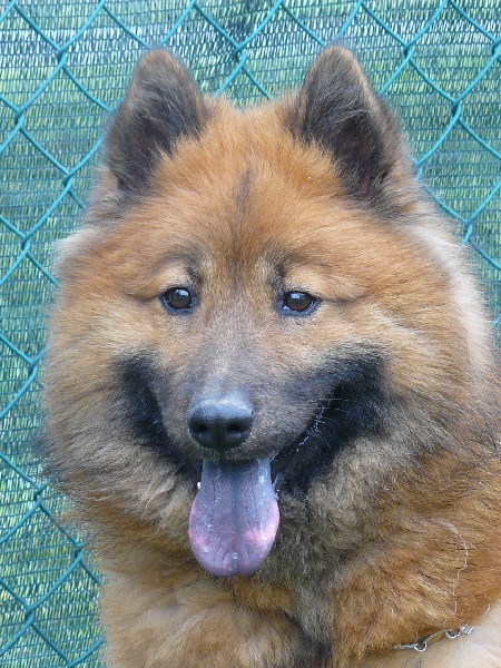 CH. Faith of the Nordic Dream